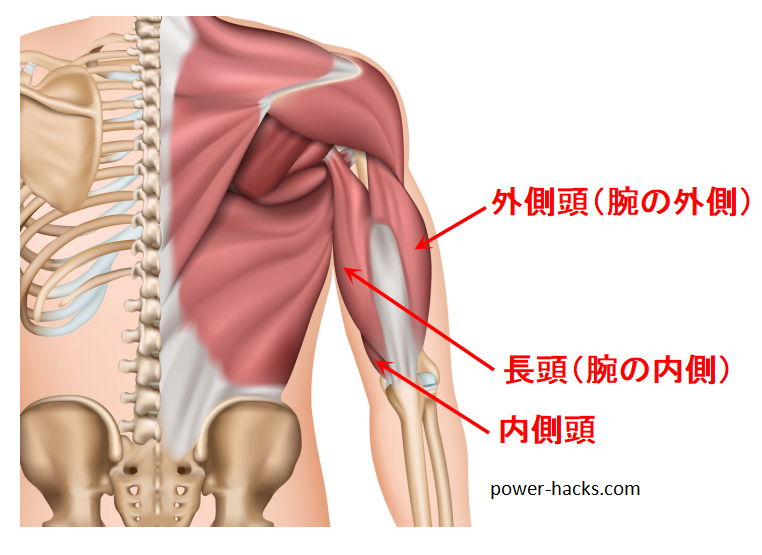 トライセプスエクステンションのやり方と効果 ダンベルの場合は Power Hacks 筋トレ初心者が体を大きくする筋トレメディア